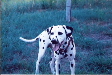 Picture of Dalmatian at a window